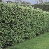 Przycinanie żywopłotu