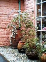 Zdjęcie bujnie kwitnącej rośliny doniczkowej