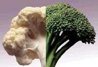 kalafior-brokul