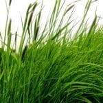 alergia_wrog_z_powietrza