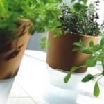 Zemanta Related Posts Thumbnail