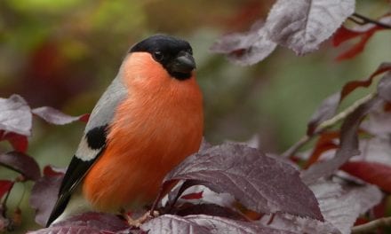 Karmniki dla ptaków – czyli jak ożywić swój ogród zimą