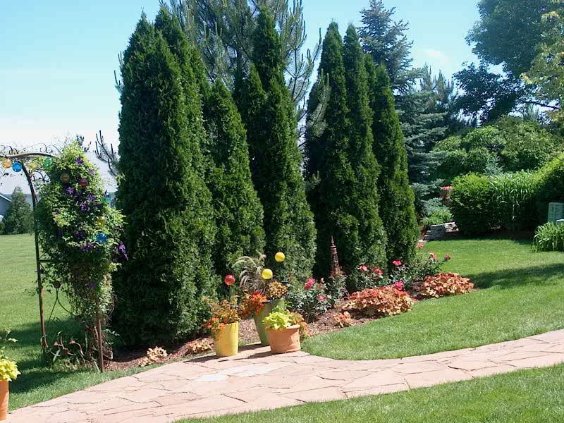 Jak należycie zadbać o iglaki