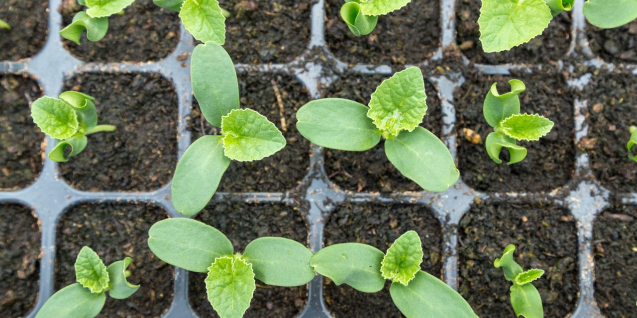 Jak przygotować rośliny z rozsady?