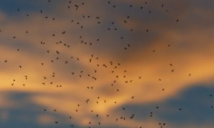 Jak pozbyć się komarów w ogrodzie?