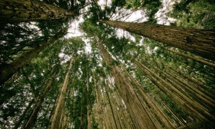 Spraw aby Twój dom stał się bardziej ekologiczny!