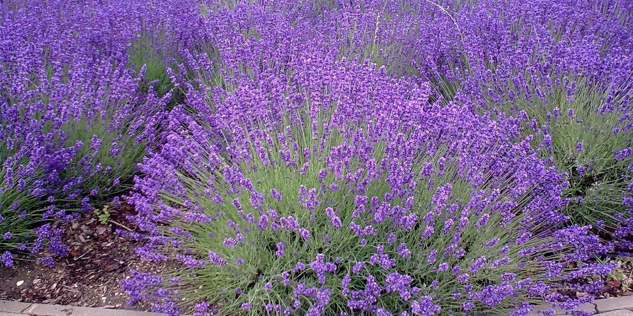 Ogród w odcieniach błękitu