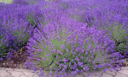 Ogród w odcieniach błękitu