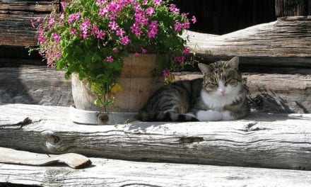 5 wyrazistych sposobów na ekspozycję kwiatów domowych