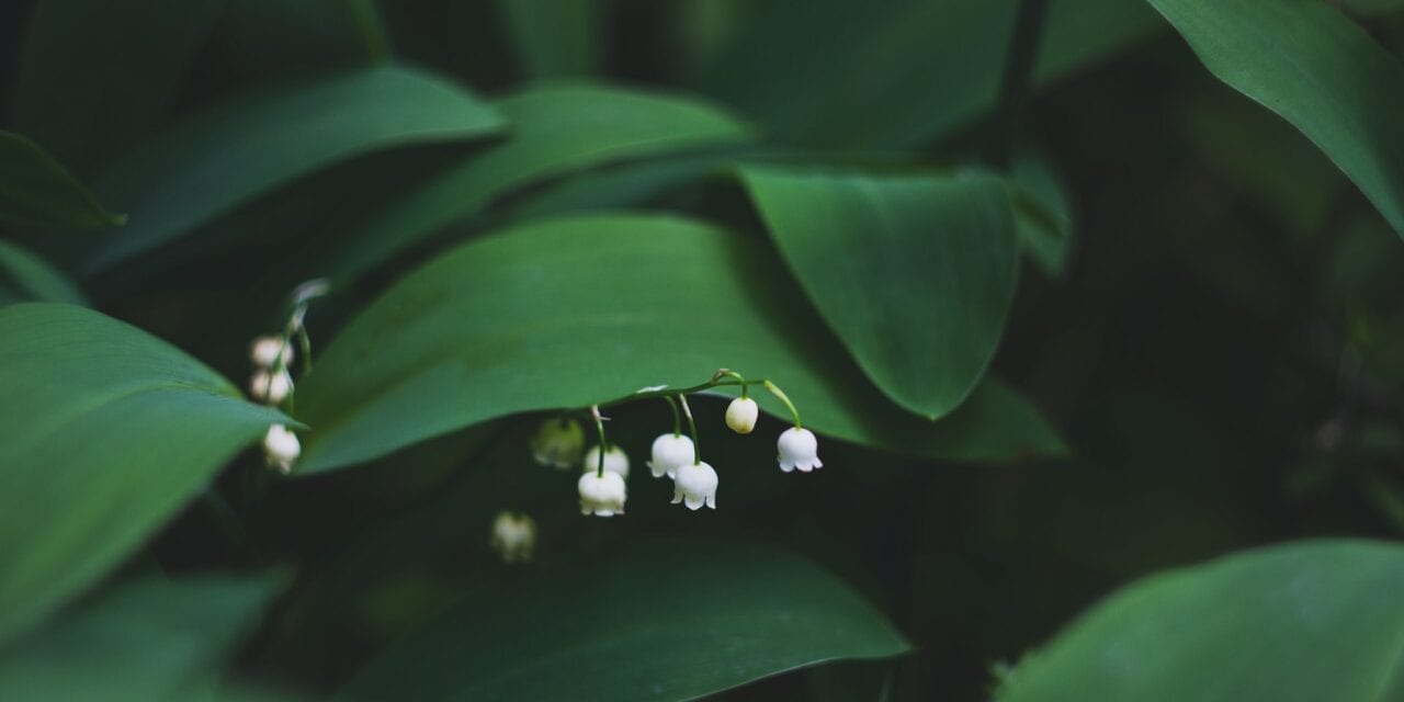 Perfumy o zapachu konwalii – idealny wybór na wiosnę