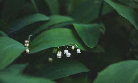 Perfumy o zapachu konwalii – idealny wybór na wiosnę