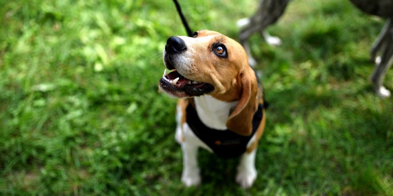 Jak karmić psa alergika?