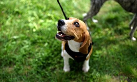 Jak karmić psa alergika?