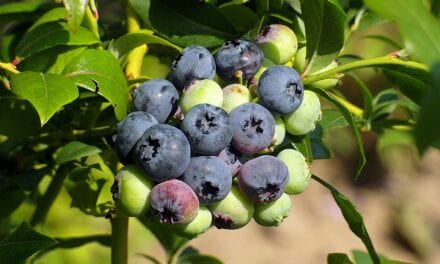 Borówki amerykańskie — poznaj korzyści płynące z jedzenia tych słodkich kulek