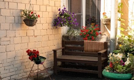 Styczniowy wysiew kwiatów – porady