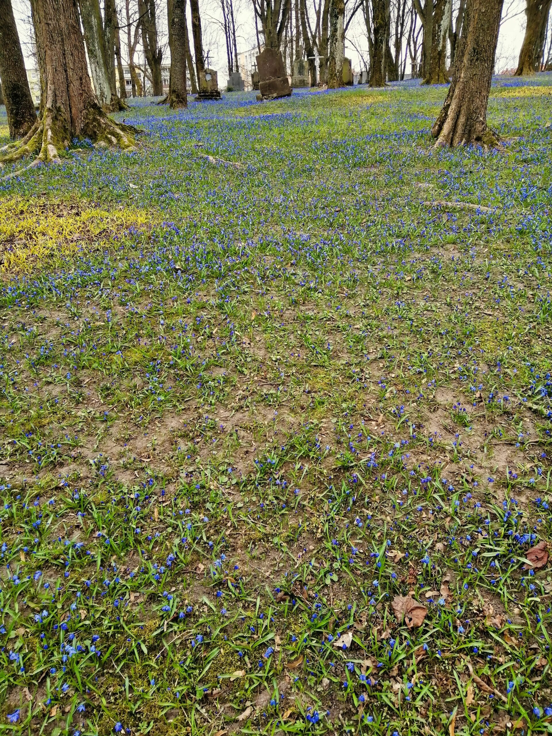 Zdjęcie krokusów w ogrodzie