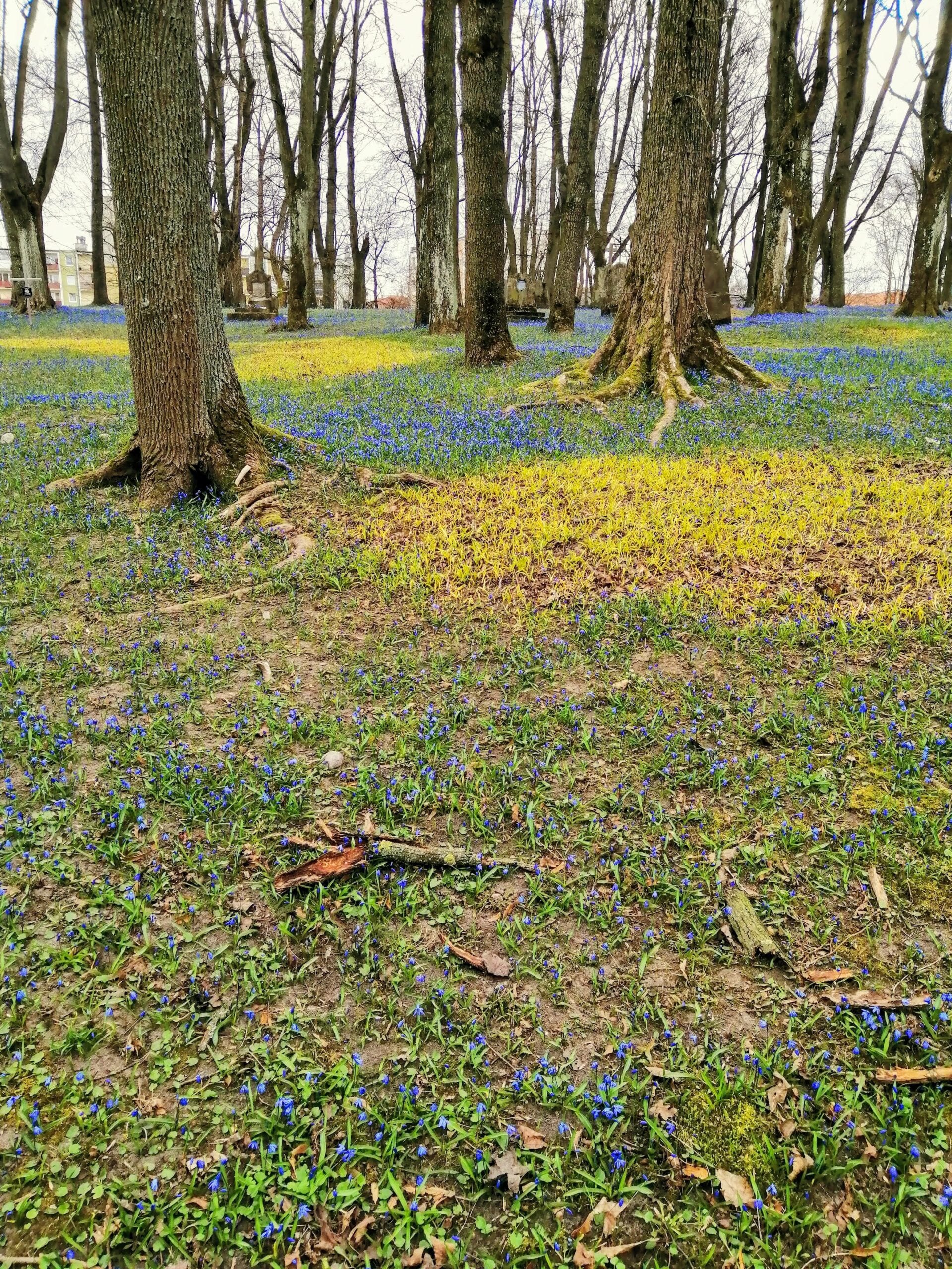 Zdjęcie krokusów w ogrodzie