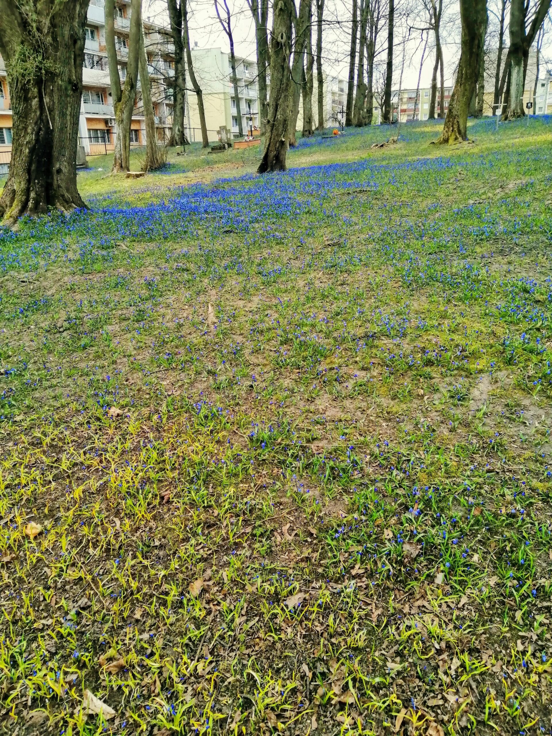 Zdjęcie krokusów w ogrodzie