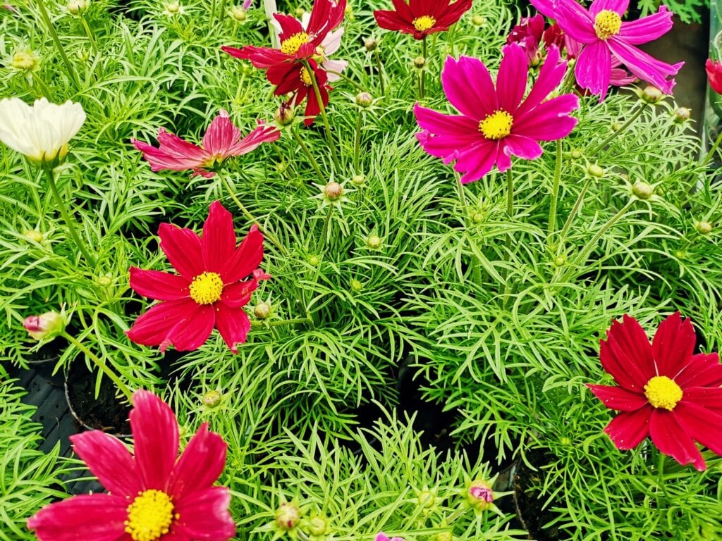 Zdjęcie przykładowych roślin w doniczkach