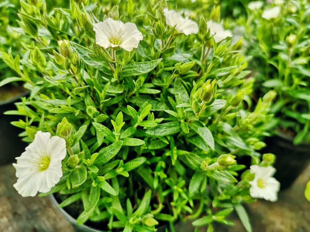 Zdjęcie przykładowych roślin w doniczkach