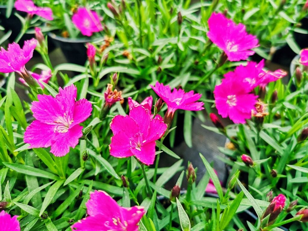 Zdjęcie przykładowych roślin w doniczkach