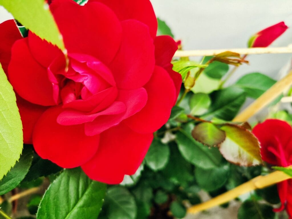 Zdjęcie przykładowych roślin w doniczkach