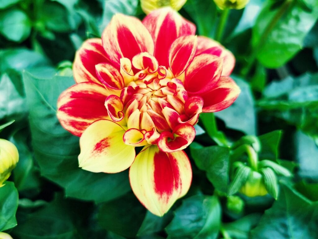 Zdjęcie przykładowych roślin w doniczkach