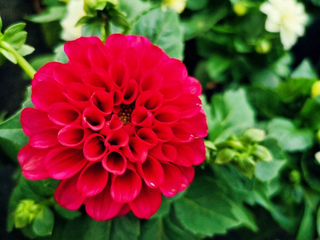 Zdjęcie przykładowych roślin w doniczkach