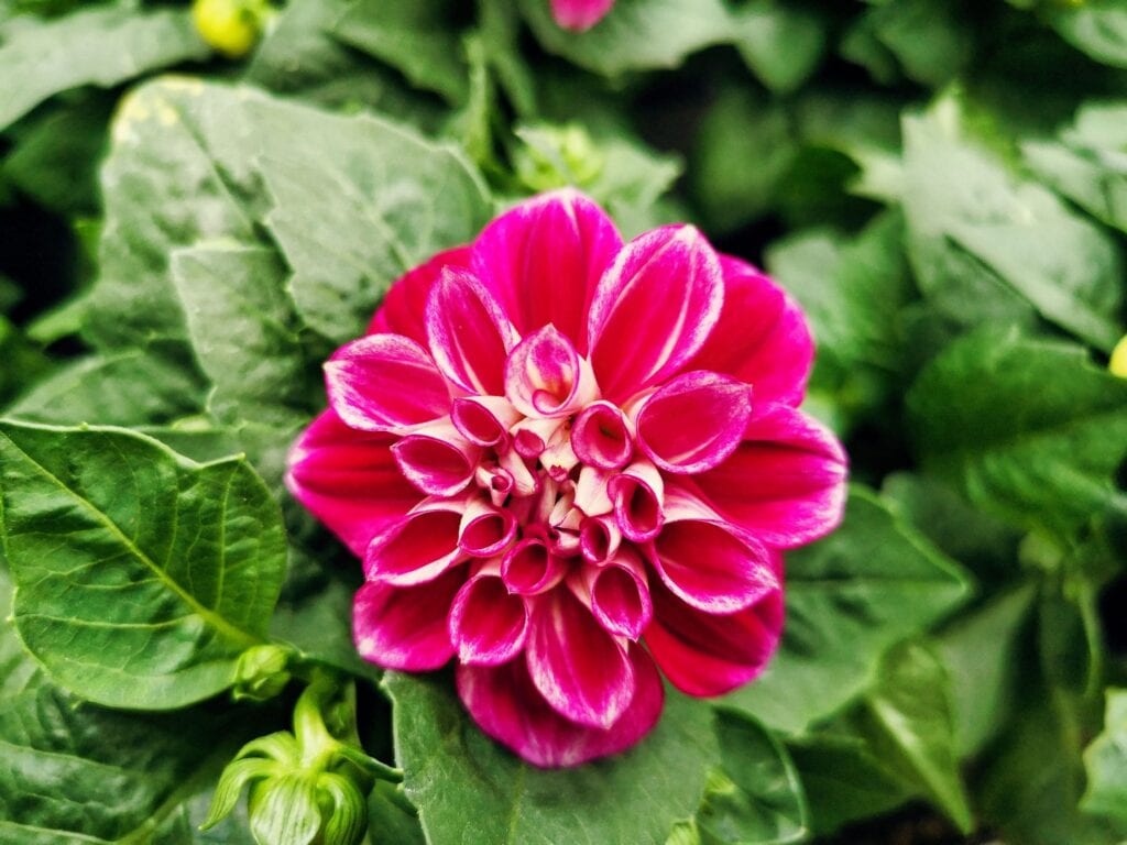 Zdjęcie przykładowych roślin w doniczkach