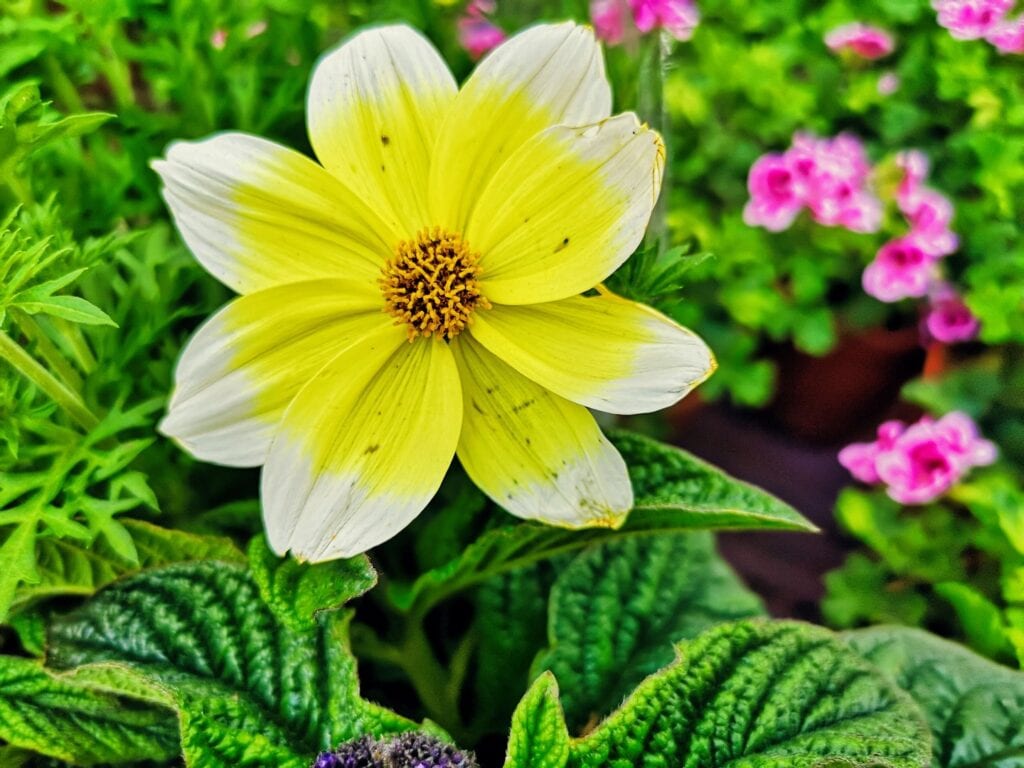 Zdjęcie przykładowych roślin w doniczkach