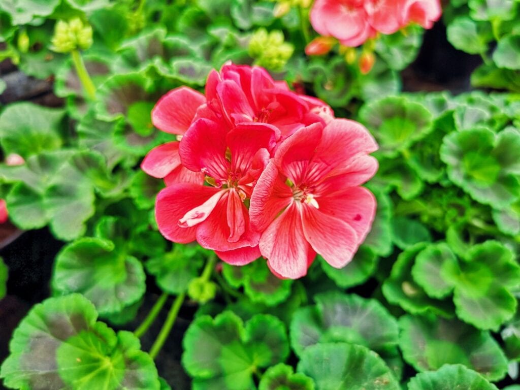 Zdjęcie przykładowych roślin w doniczkach