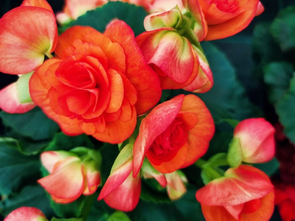 Zdjęcie przykładowych roślin w doniczkach