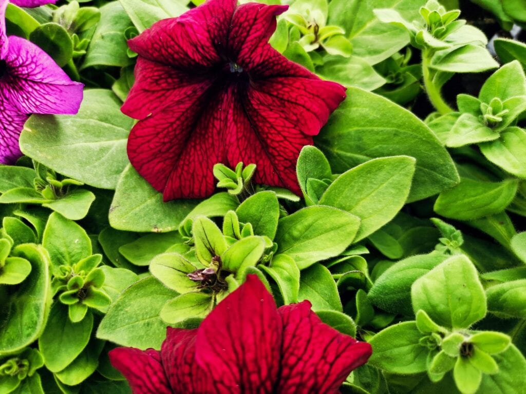 Zdjęcie przykładowych roślin w doniczkach