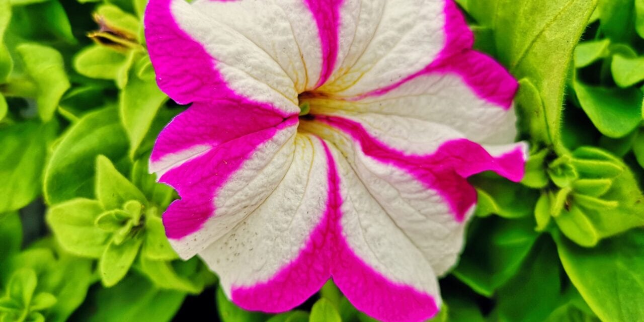 Kwieciście zacząć Maj