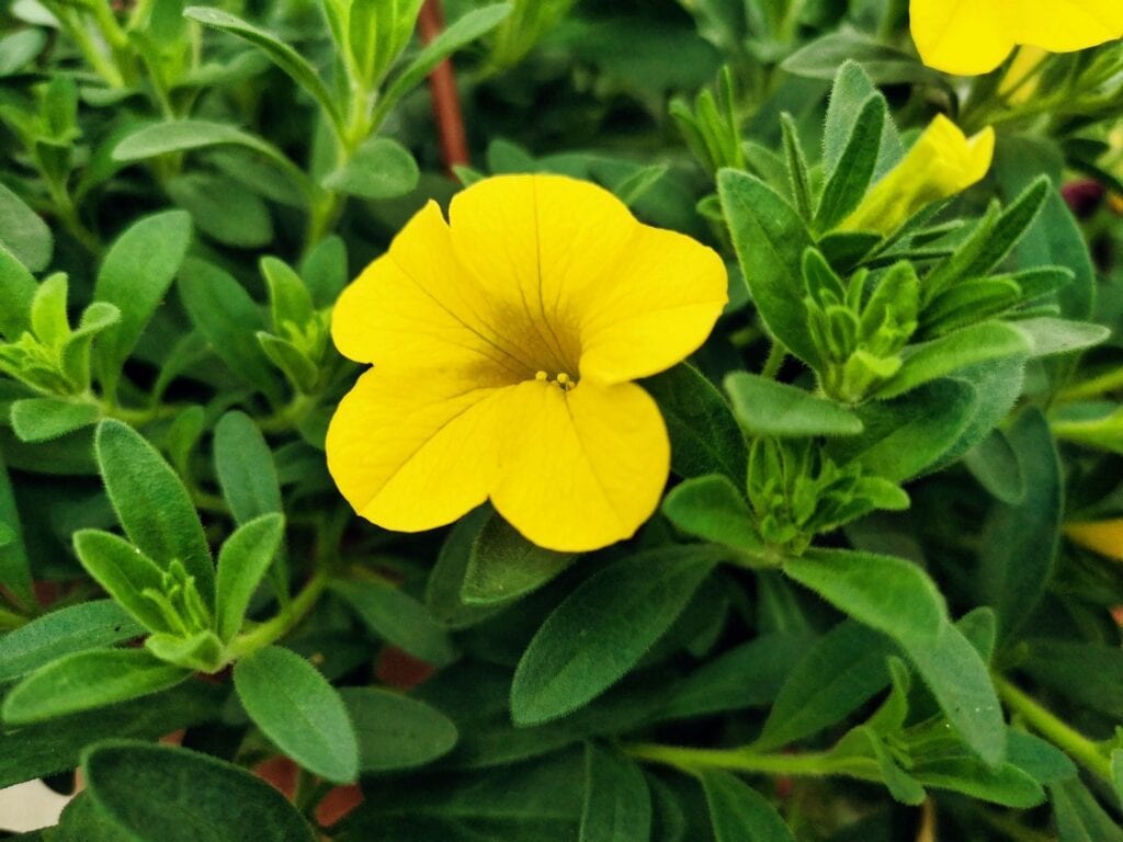 Zdjęcie przykładowych roślin w doniczkach