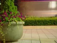 Zdjęcie zdrowych roślin doniczkowych