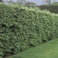 Przycinanie żywopłotu