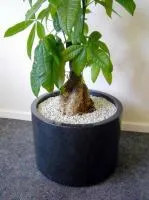 Zdjęcie przedstawiające doniczkę z rośliną w podstawce