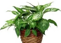 Dieffenbachia