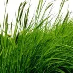 alergia_wrog_z_powietrza