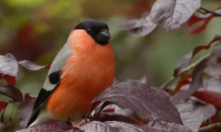 Karmniki dla ptaków – czyli jak ożywić swój ogród zimą