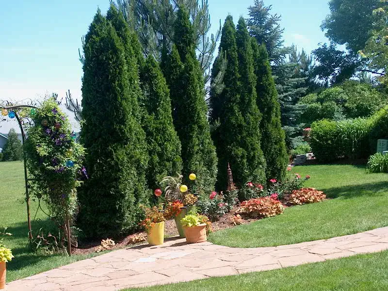 Jak należycie zadbać o iglaki