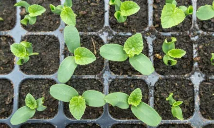 Jak przygotować rośliny z rozsady?