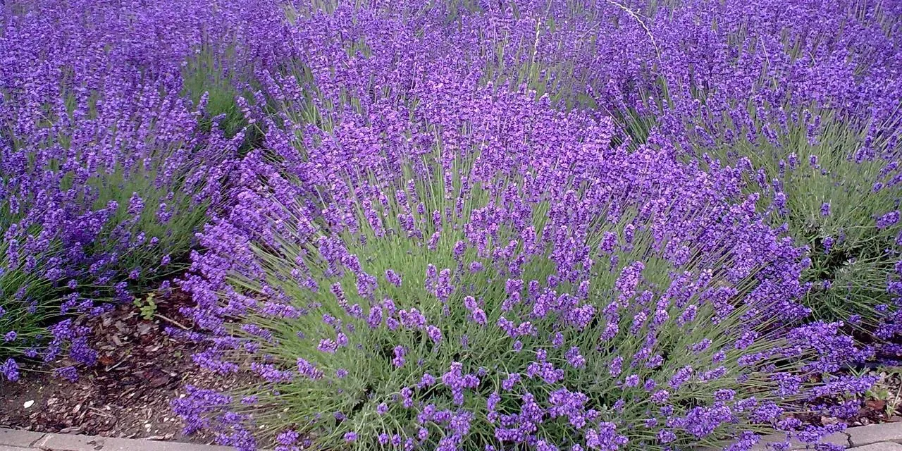 Ogród w odcieniach błękitu