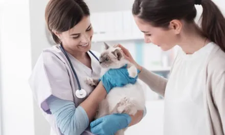 Jak wybrać najlepszego weterynarza dla pupila?