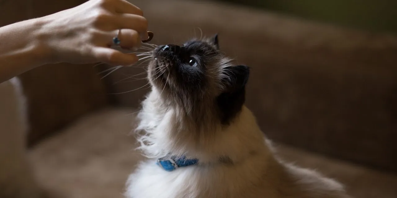 Jakie jedzenie powinieneś serwować swojemu kotu?