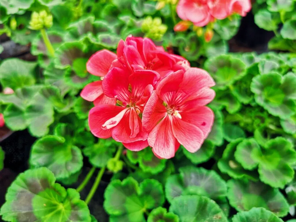 Zdjęcie przykładowych roślin w doniczkach