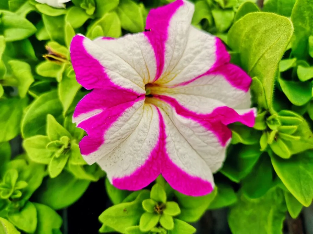 Zdjęcie przykładowych roślin w doniczkach