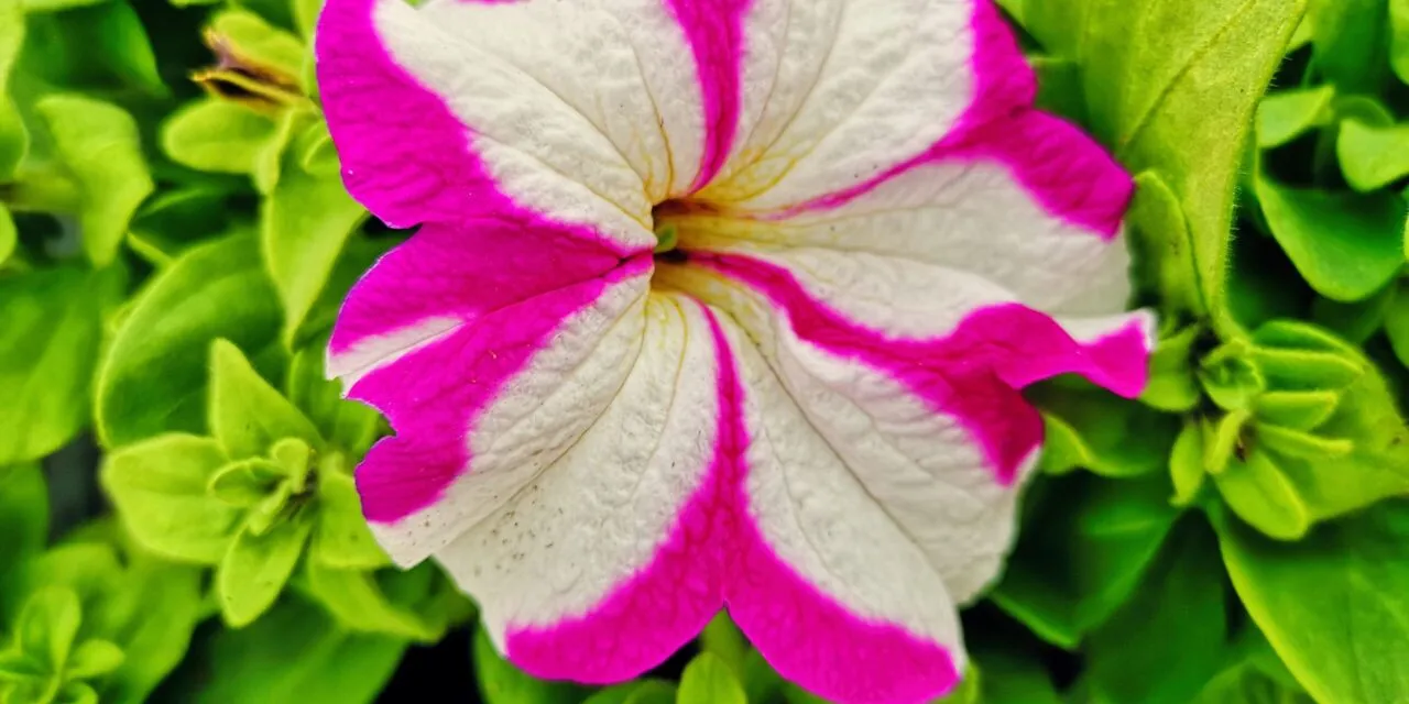 Kwieciście zacząć Maj