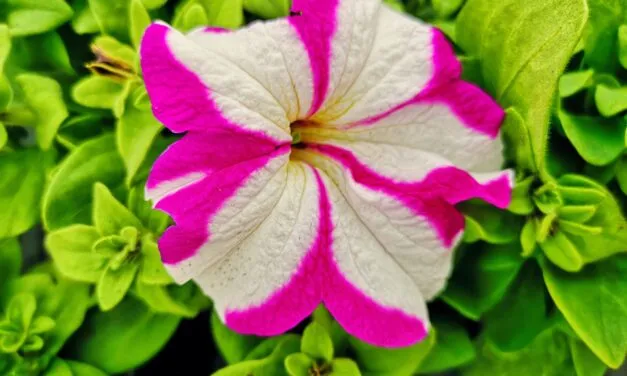 Kwieciście zacząć Maj